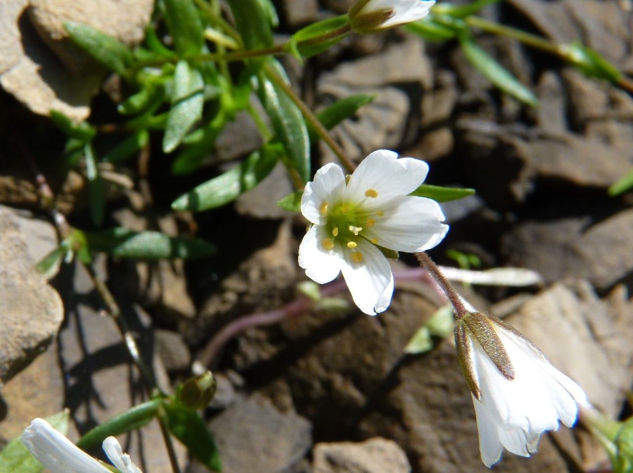 Cerastium cerastoides flower