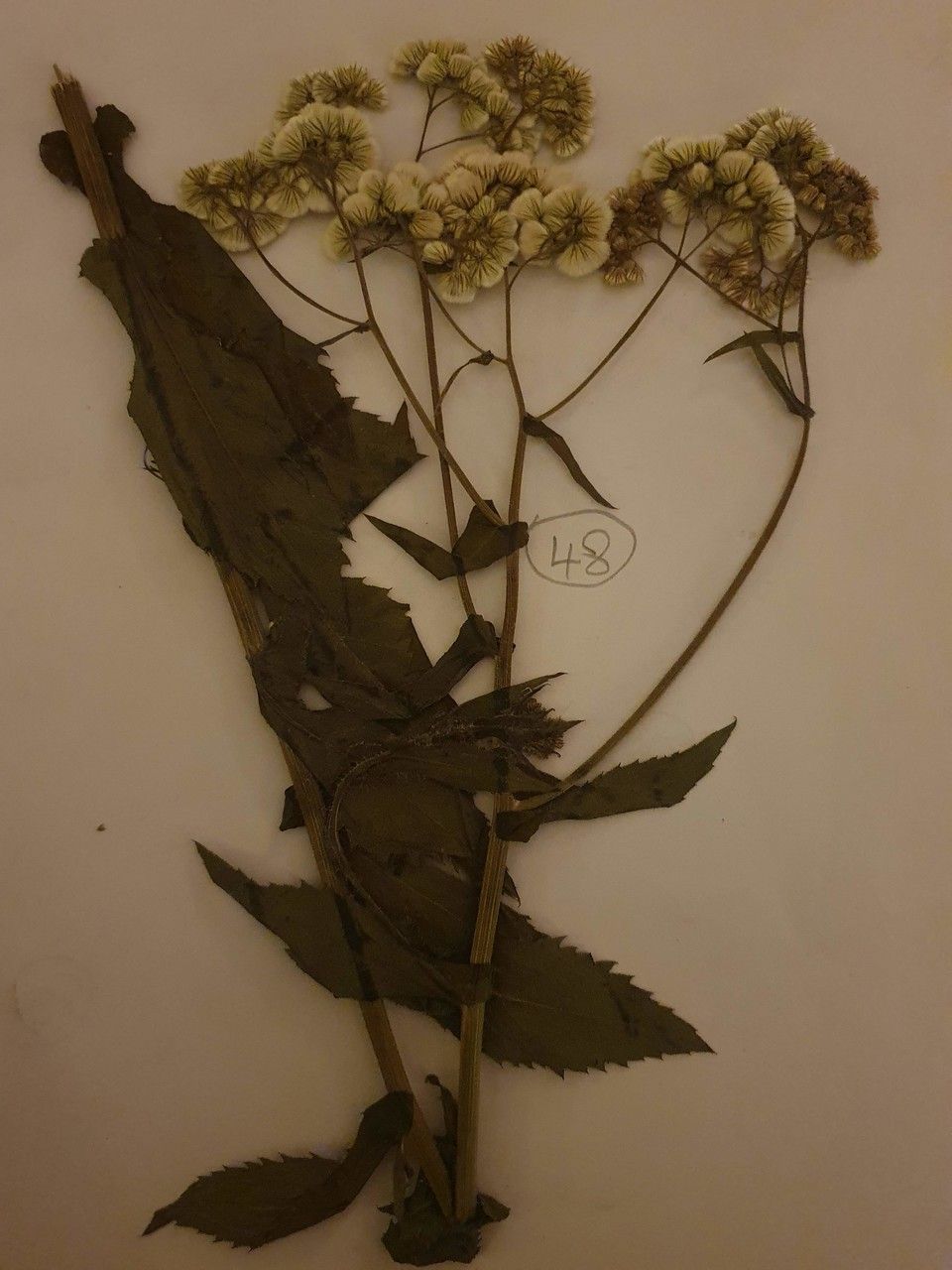 Erigeron steudelii leaf