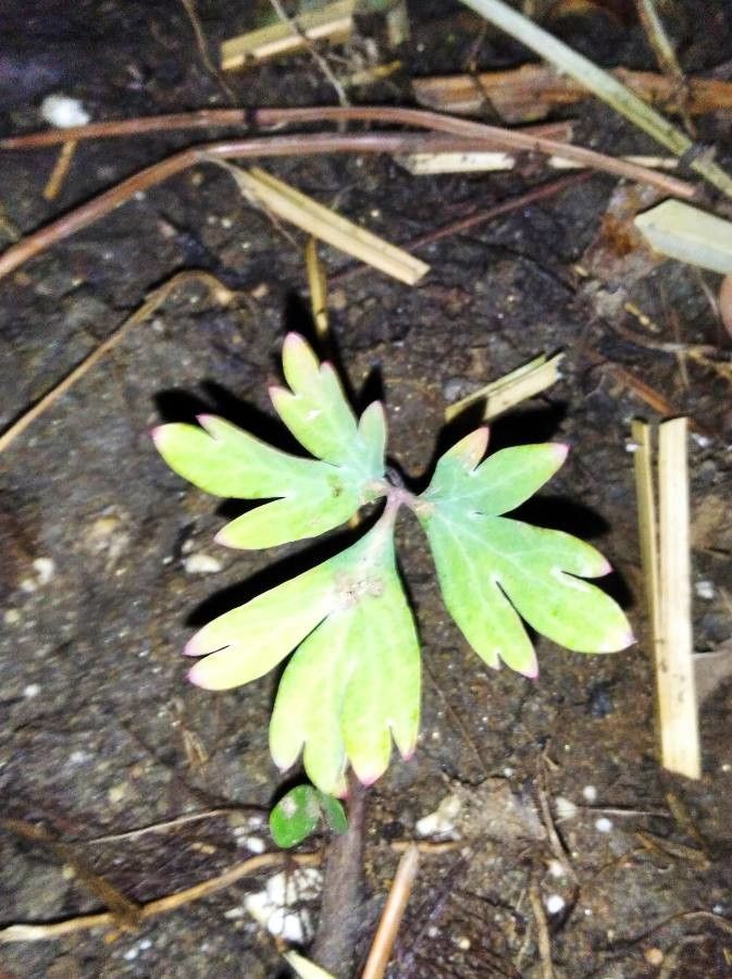 Paeonia brownii leaf