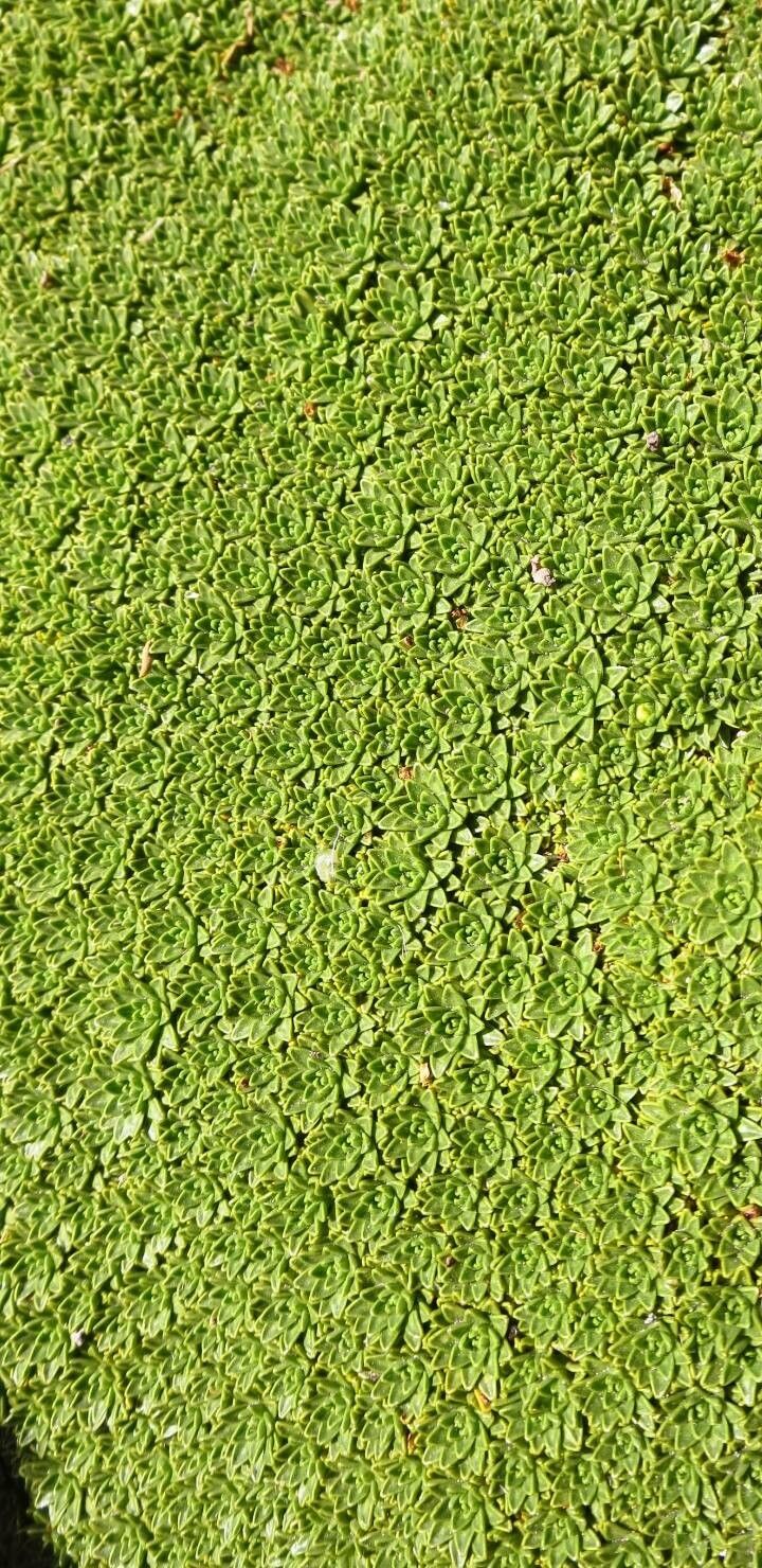 Azorella monantha — houseplant care guide