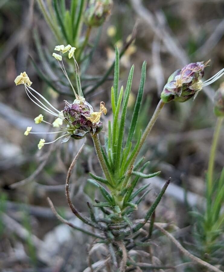 Plantago sempervirens flower