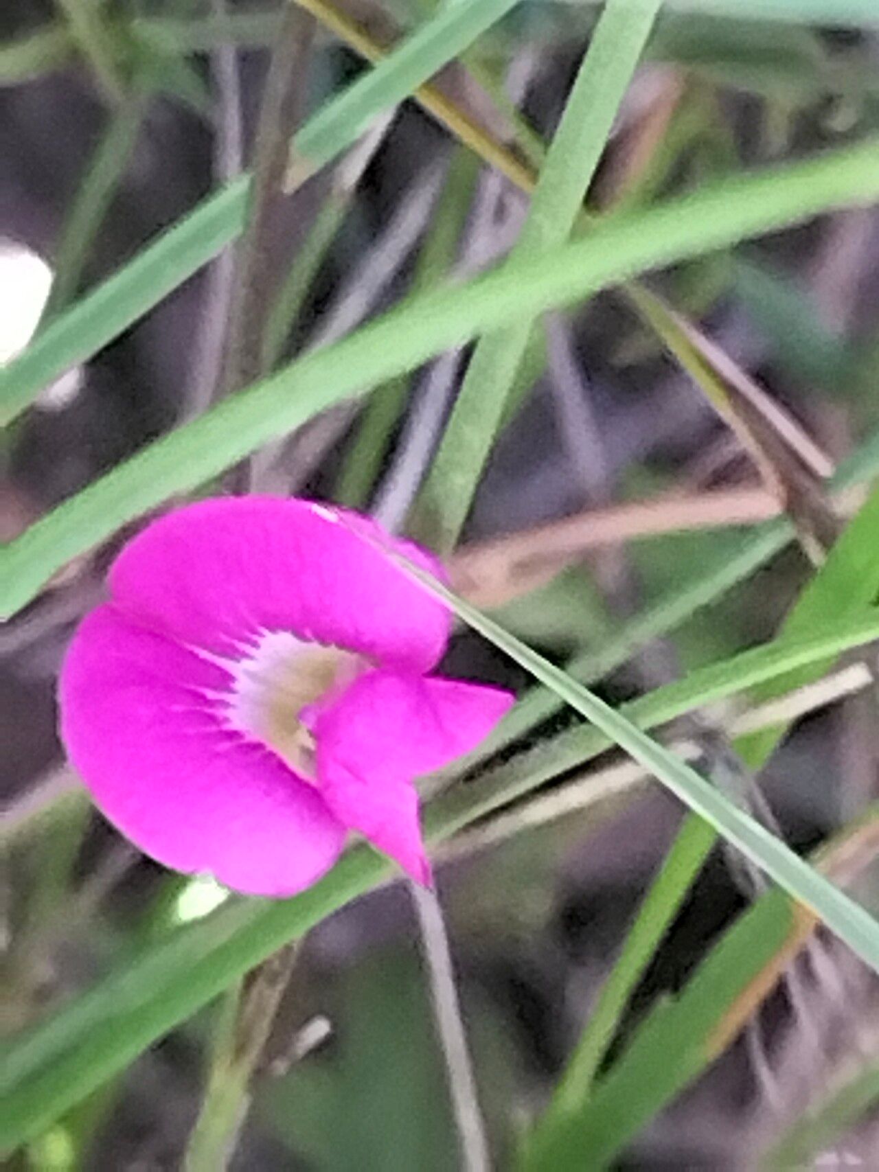 Tephrosia capensis flower