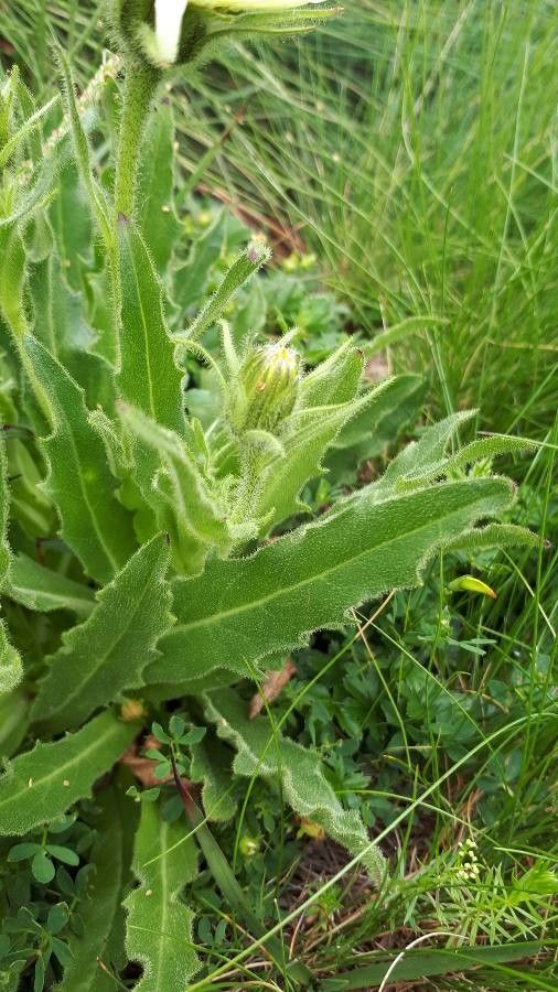 Hieracium intybaceum leaf