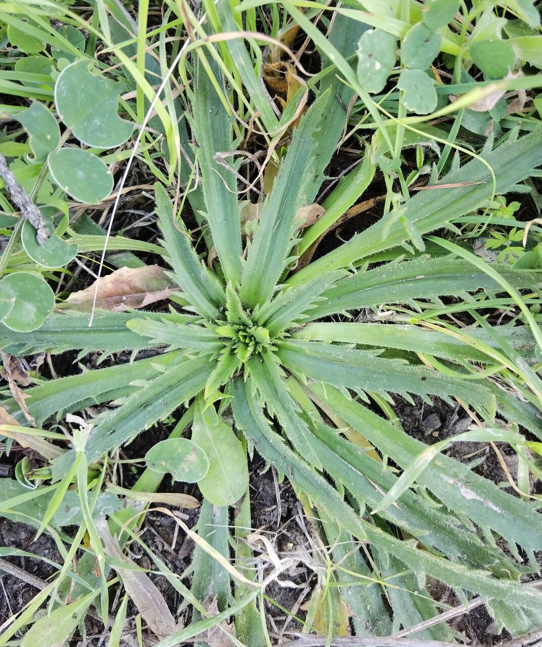 Plantago serraria leaf