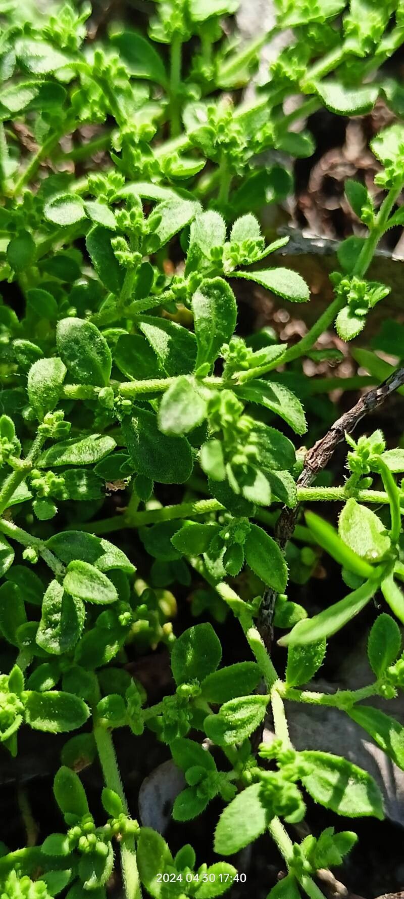 Herniaria polygama leaf