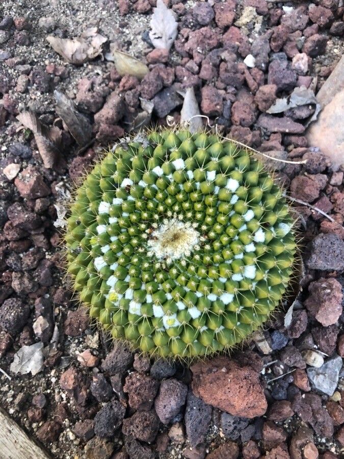 Mammillaria marksiana leaf
