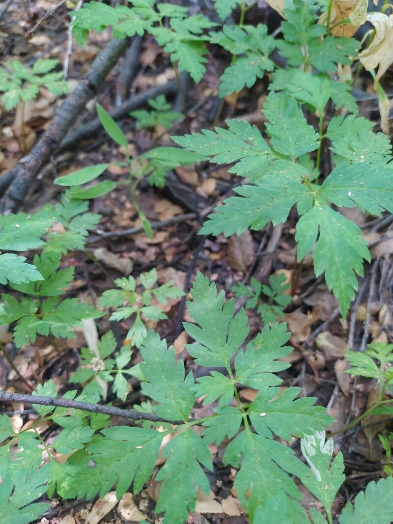 Osmorhiza berteroi — related species from the same genus