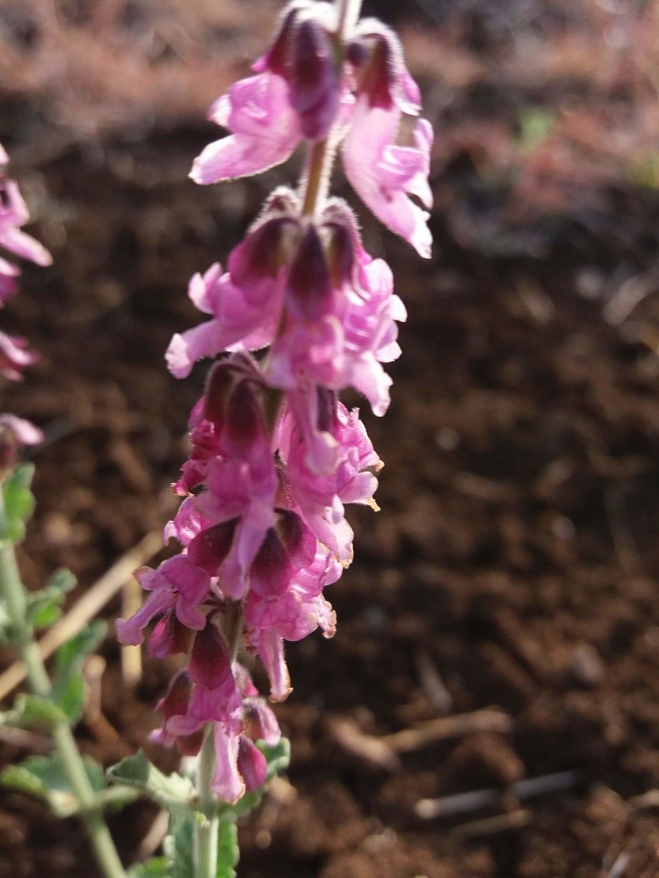 Orthosiphon parvifolius flower