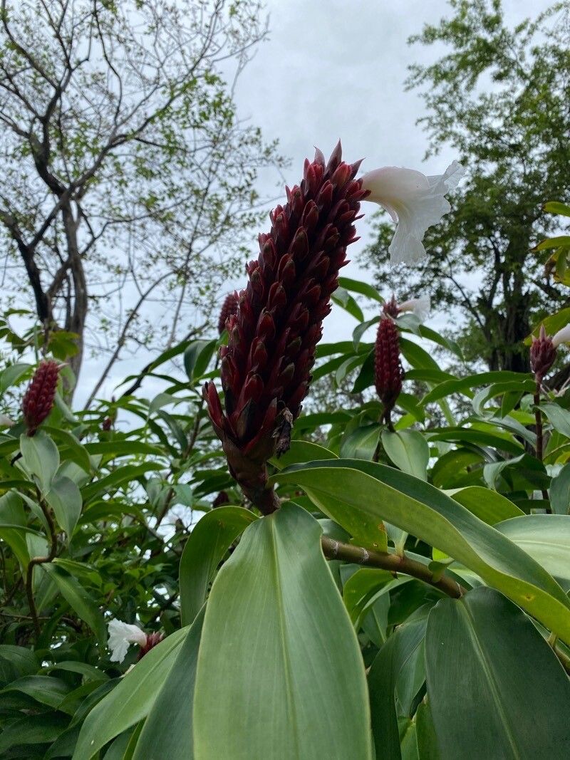 Costus speciosus flower
