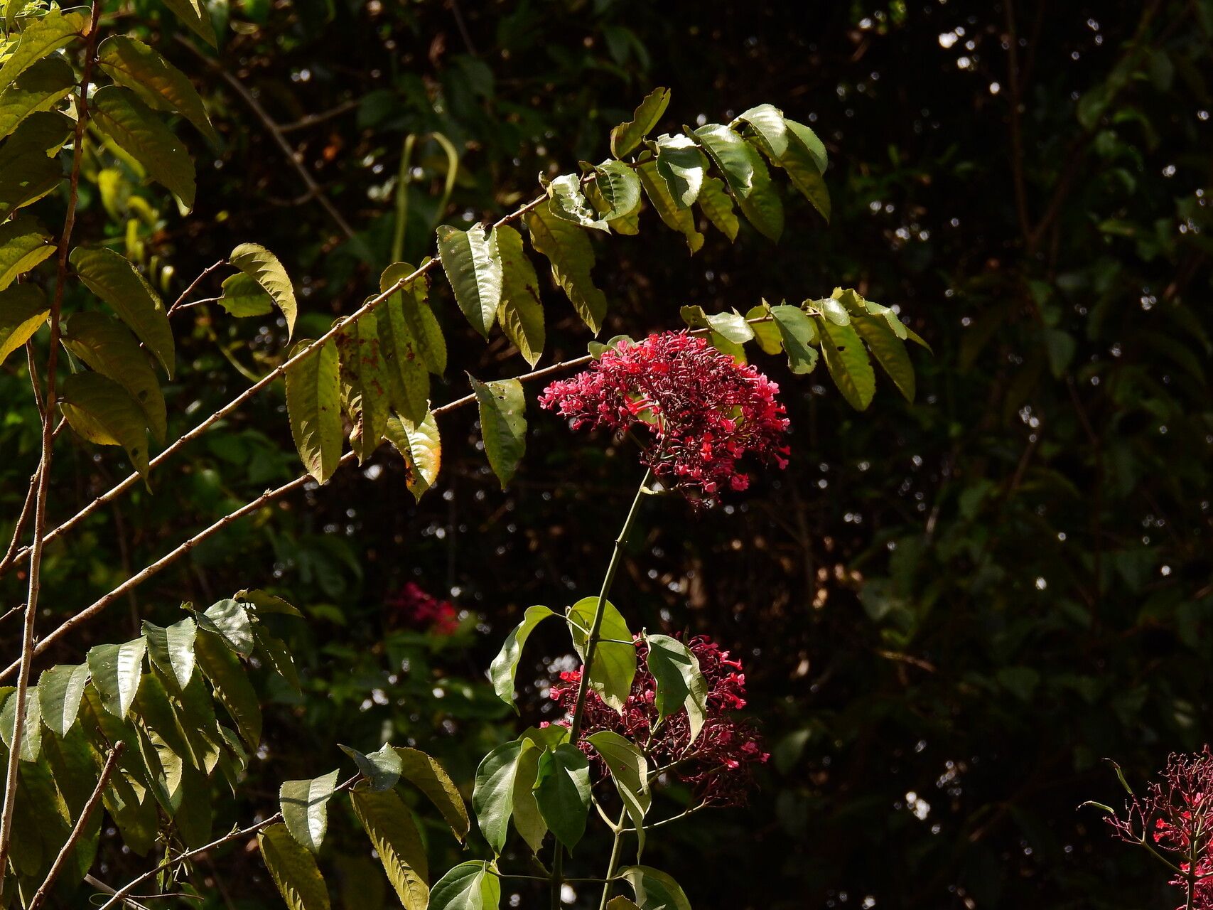 Fridericia trailii habit