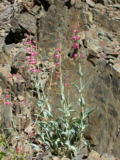 Penstemon floridus habit