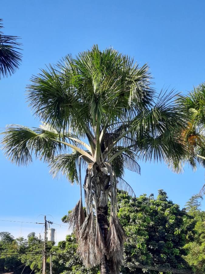 Mauritia flexuosa leaf