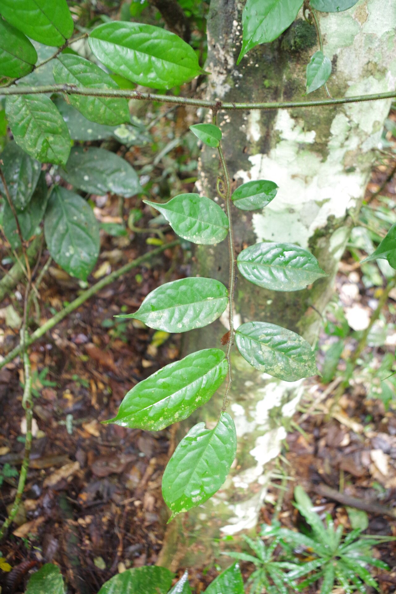 Artabotrys rufus leaf