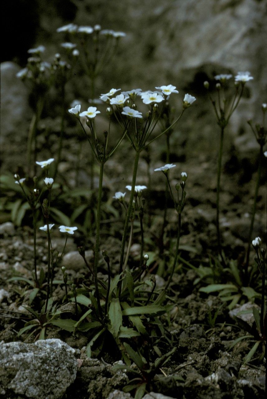 Androsace amurensis — related species from the same genus