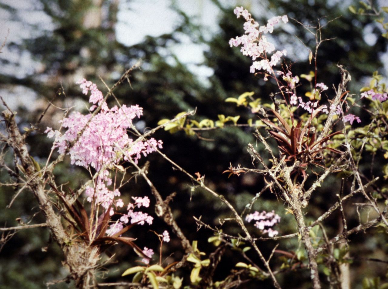Ionopsis utricularioides habit