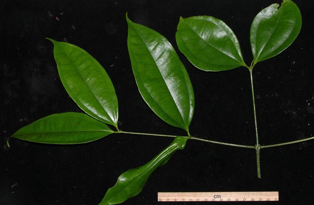 Strychnos peckii other