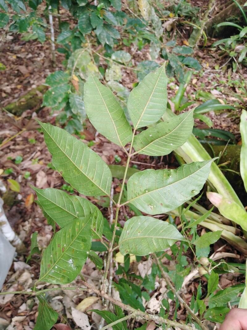 Protium confusum — houseplant care guide