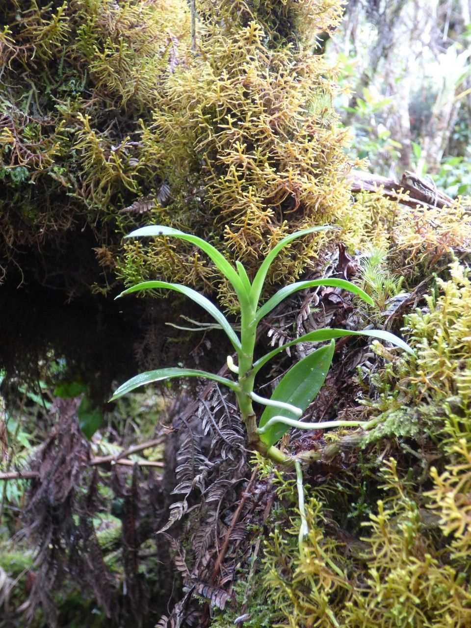 Angraecum costatum habit
