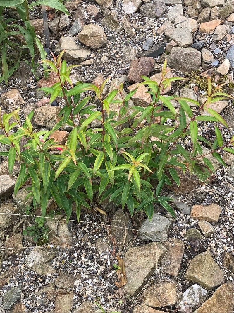 Fuchsia hatschbachii — search result for 'Fuchsia'