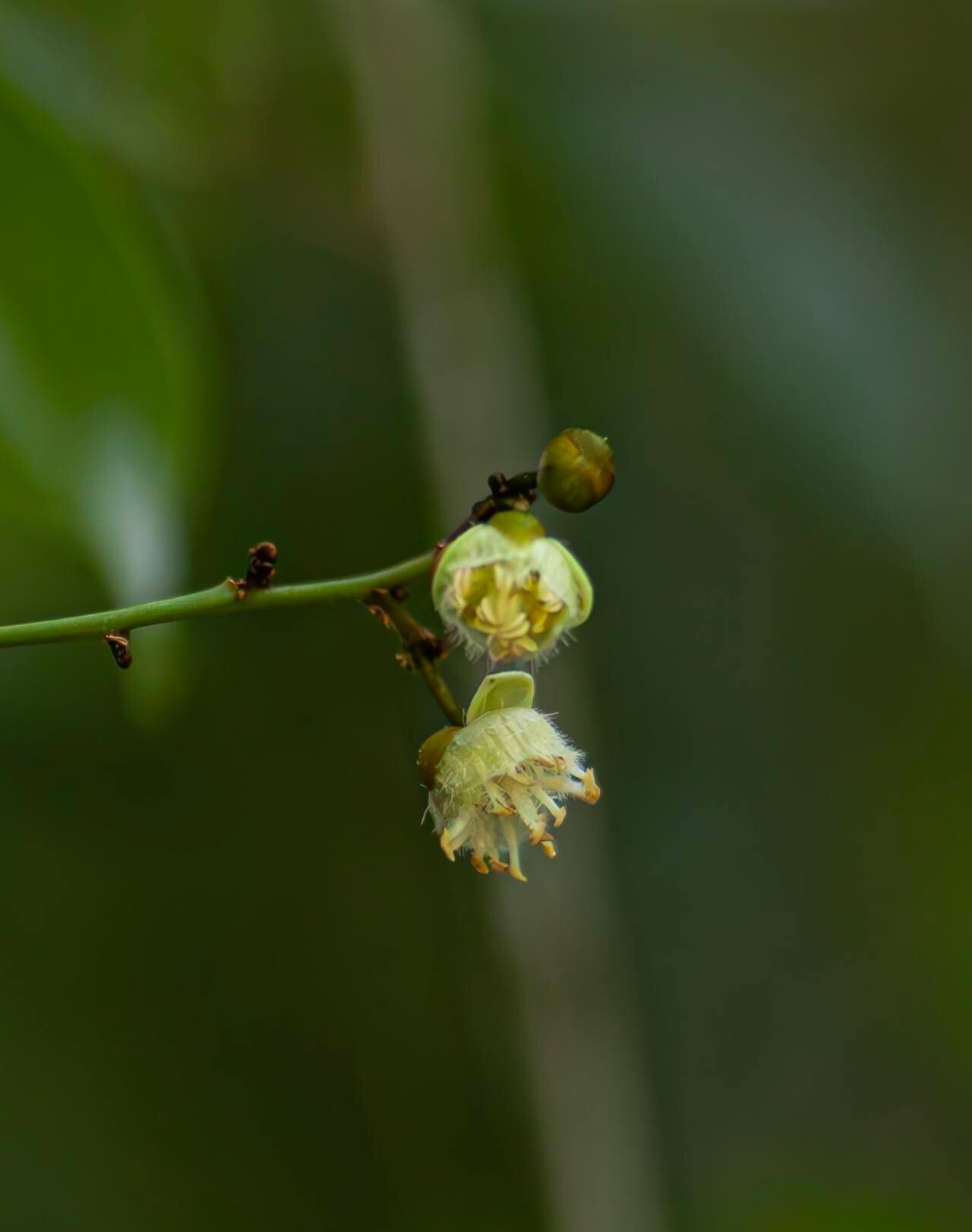 Hydnocarpus hainanensis — houseplant care guide