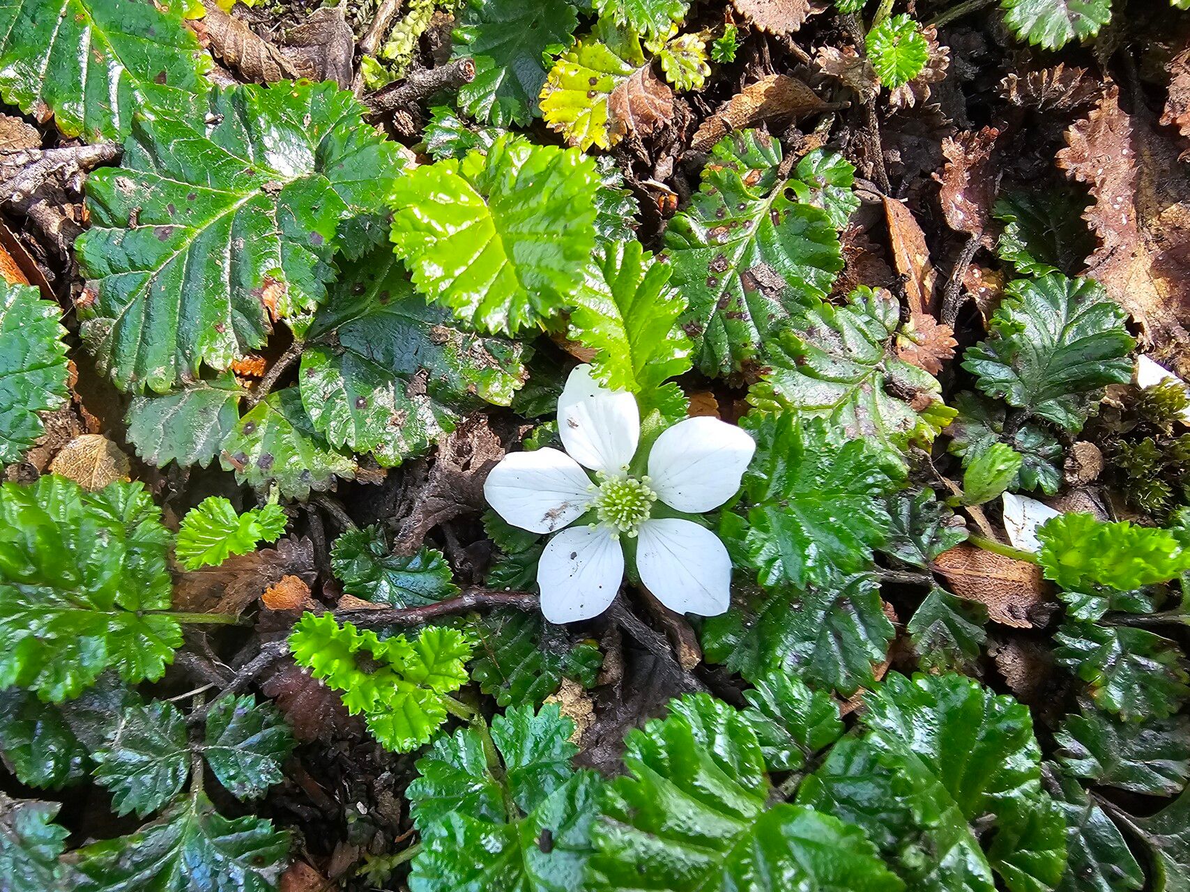 Rubus radicans flower