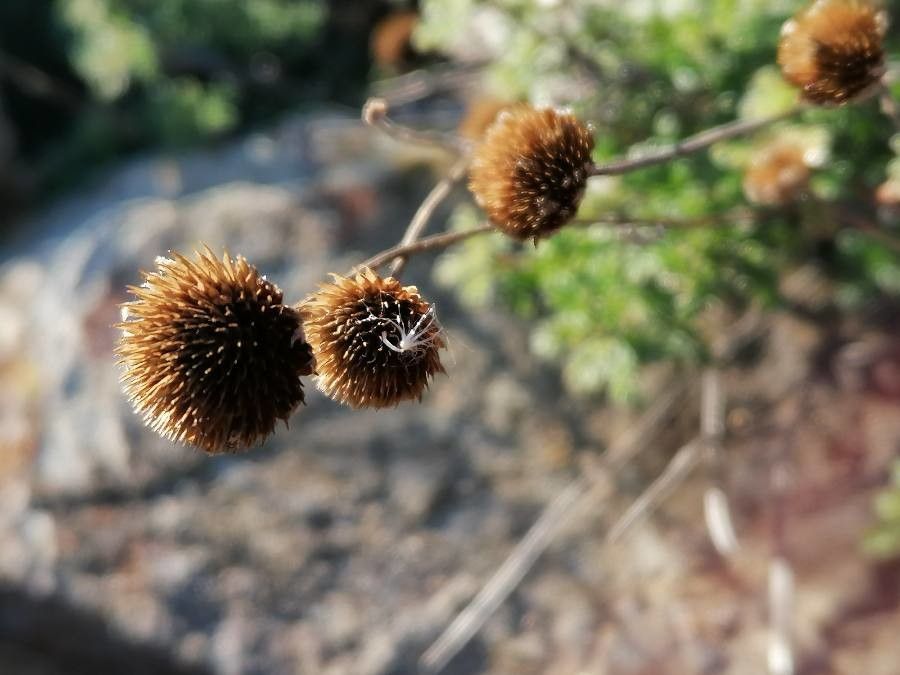Cota tinctoria fruit