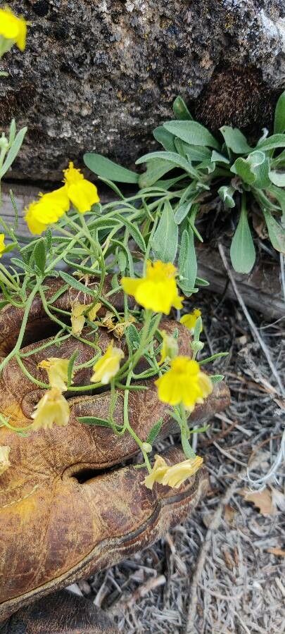 Psilostrophe sparsiflora flower
