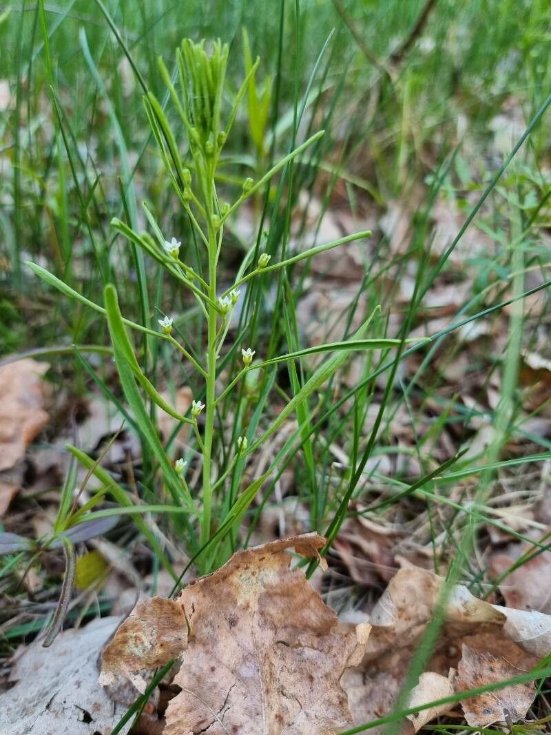 Thesium ebracteatum — search result for 'Thesium'