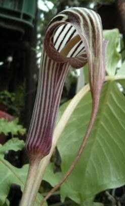 Arisaema franchetianum — search result for 'Arisaema'