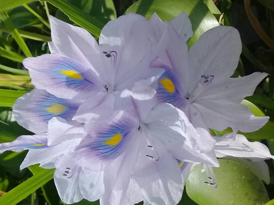 Eichhornia crassipes flower