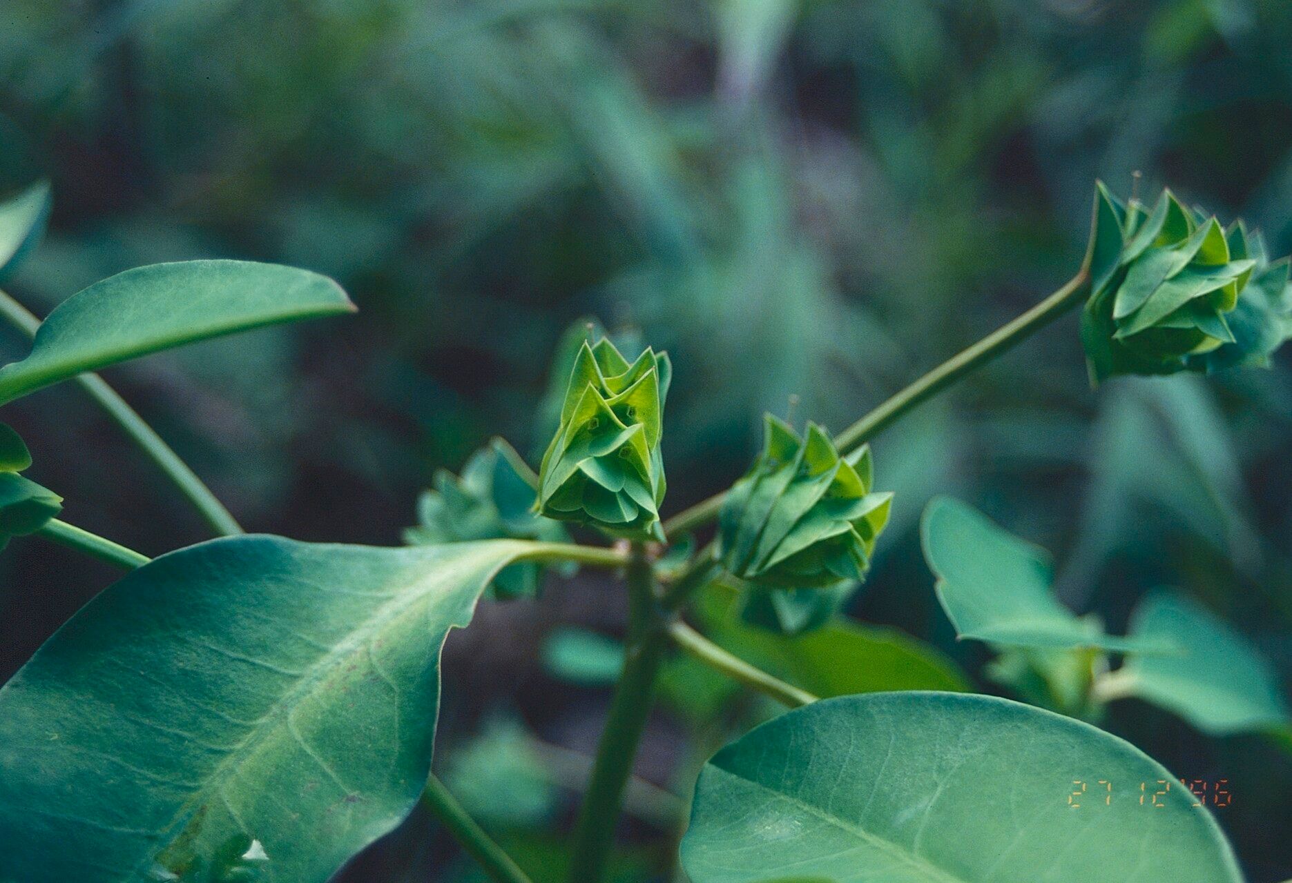 Euphorbia comosa flower