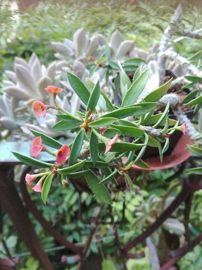 Euphorbia neobosseri flower