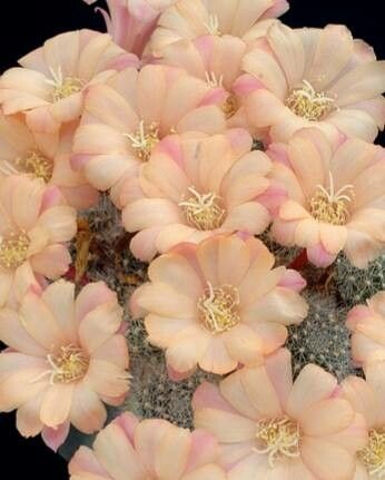 Aylostera albiflora flower