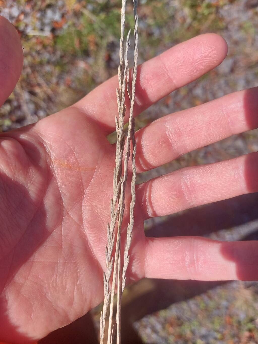 Eragrostis atrovirens flower