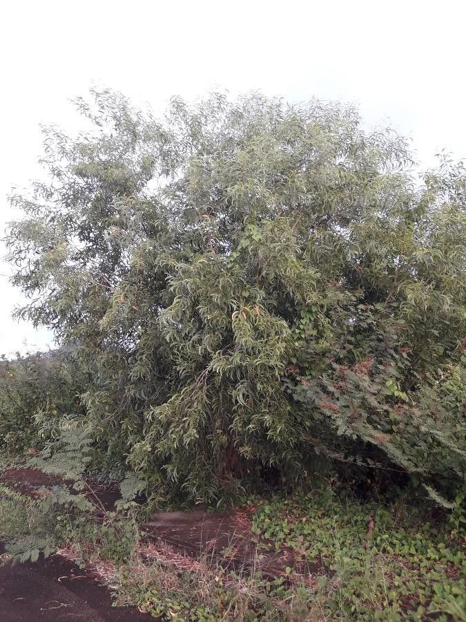 Acacia auriculiformis habit