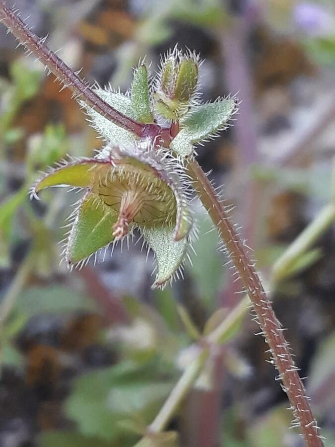 Campanula erinus fruit