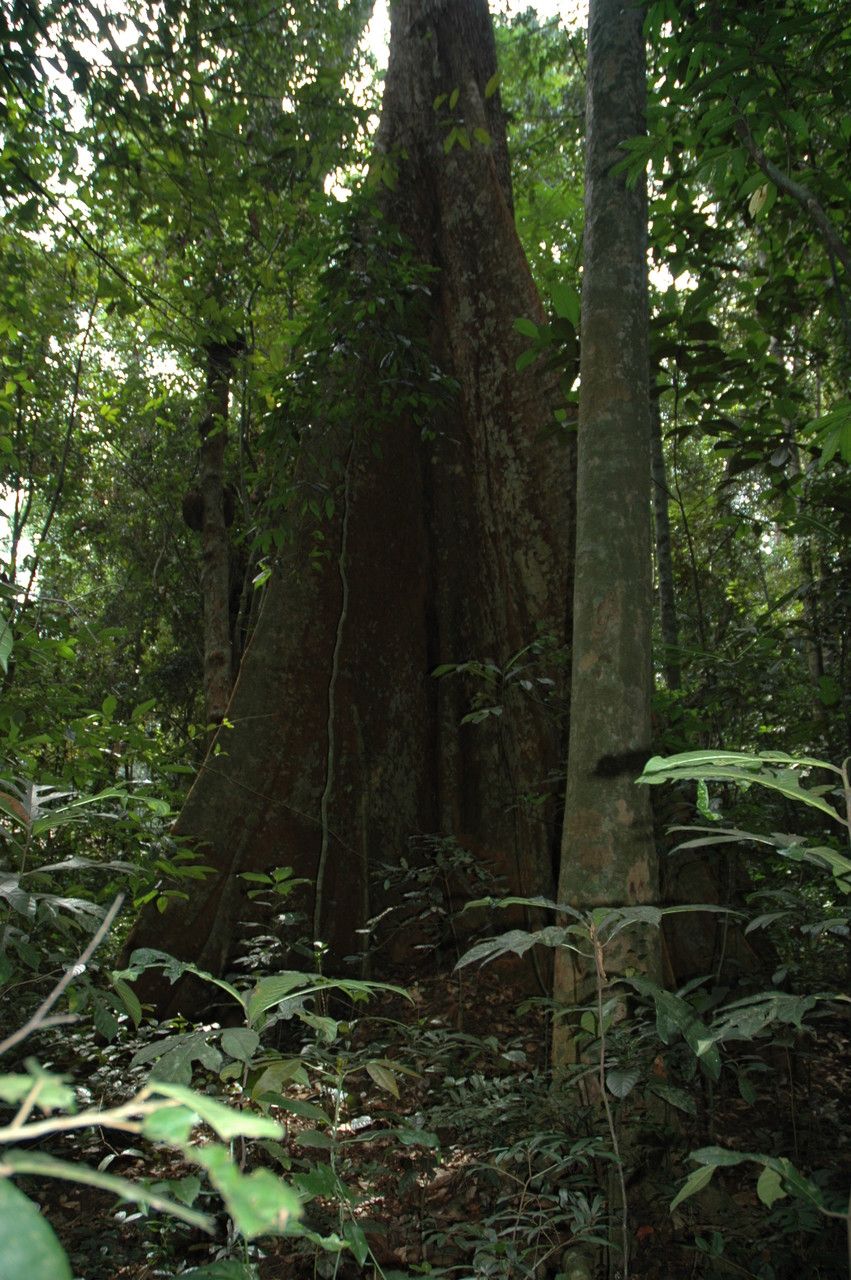 Hopea parviflora — search result for 'Hopea'