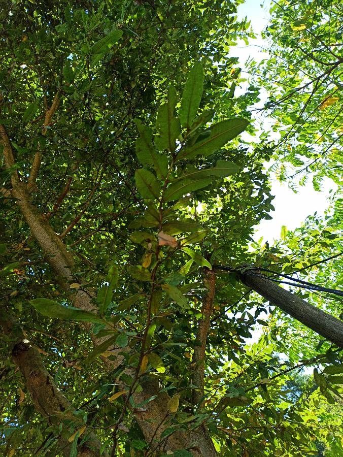 Polyalthia suberosa leaf