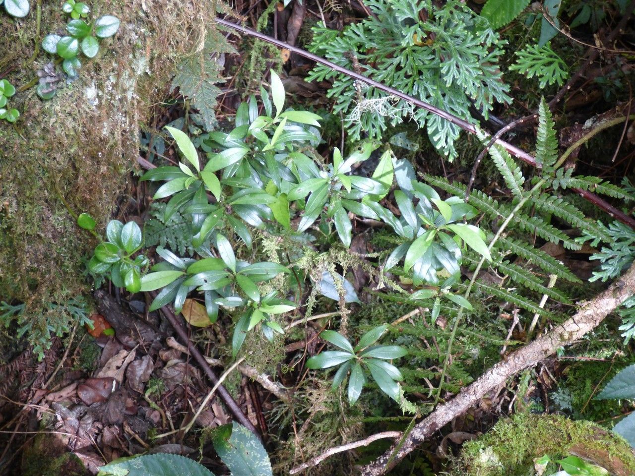 Psychotria borbonica habit