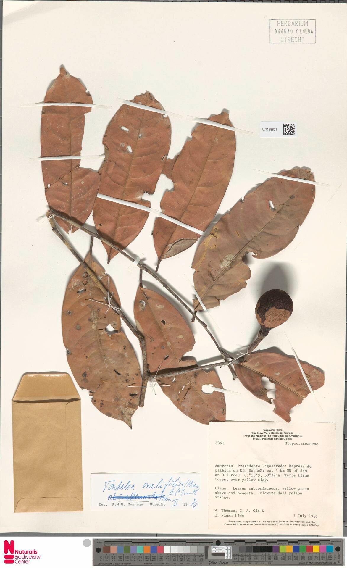 Tontelea passiflora fruit