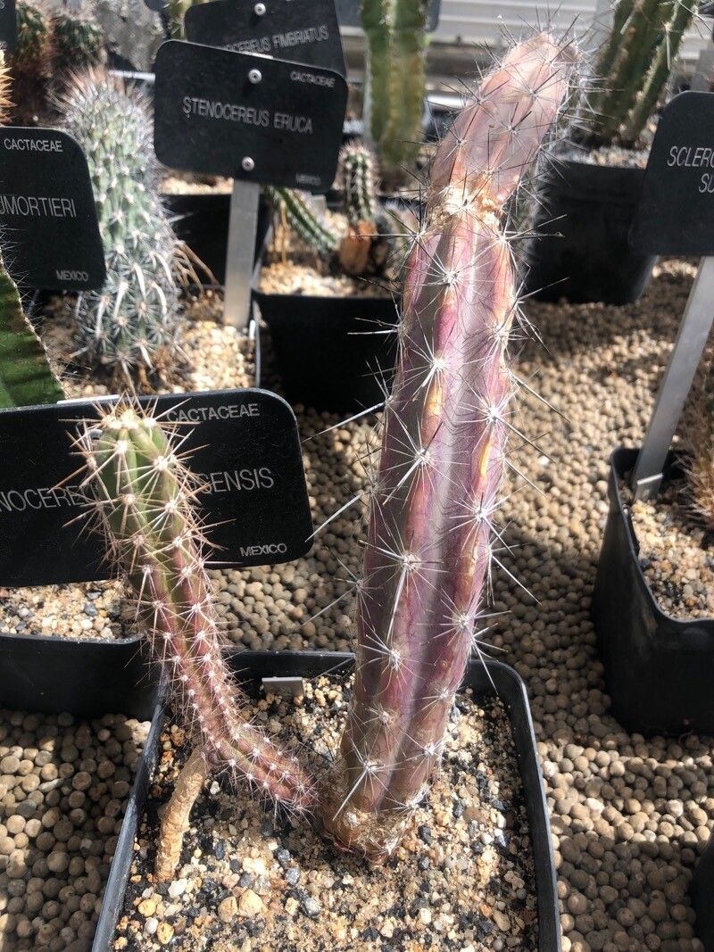 Stenocereus alamosensis leaf