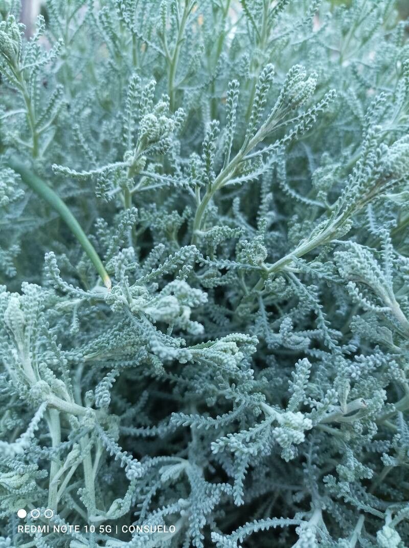 Santolina neapolitana leaf