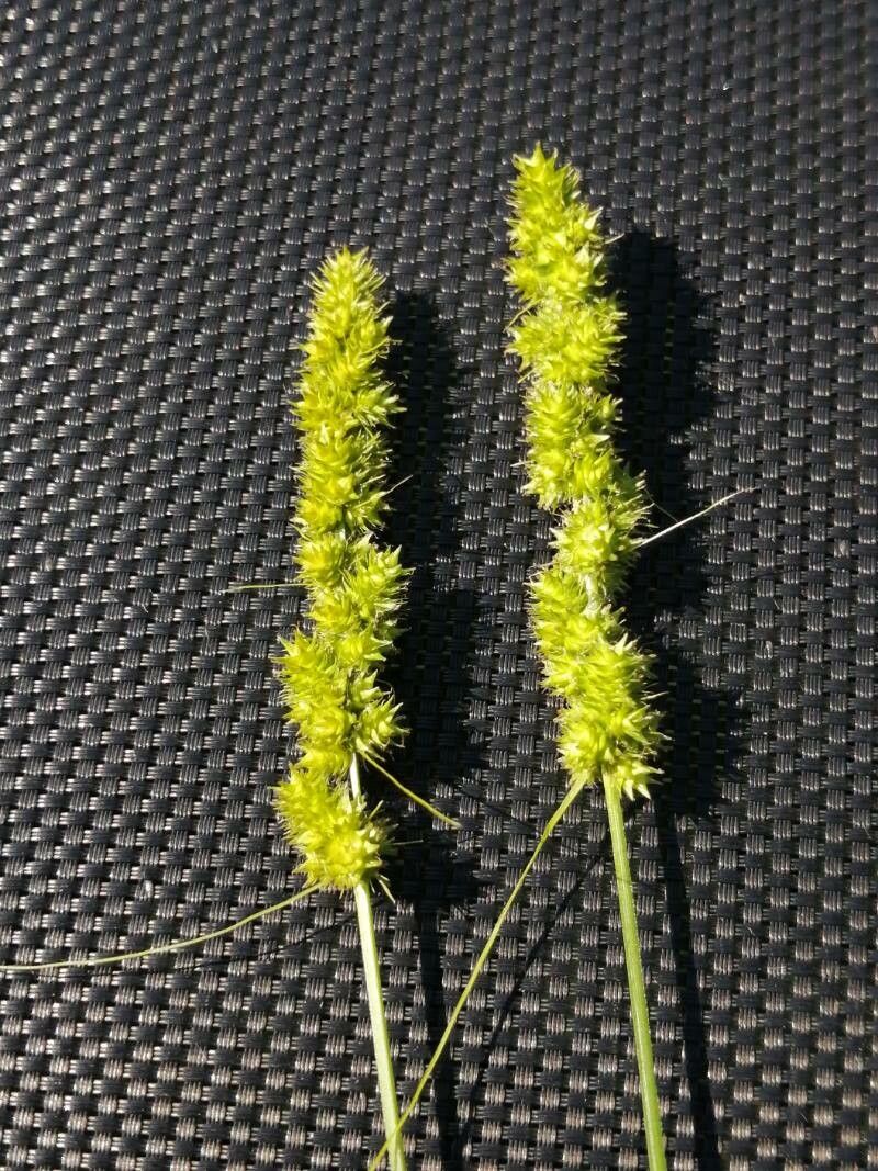 Carex vulpinoidea leaf