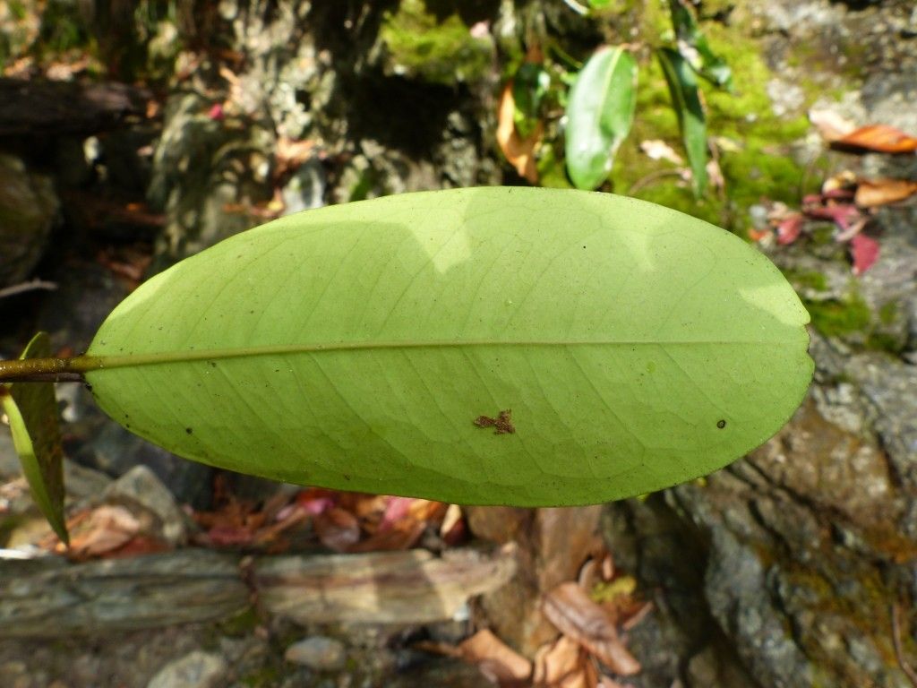 Eugenia tiwakaensis leaf