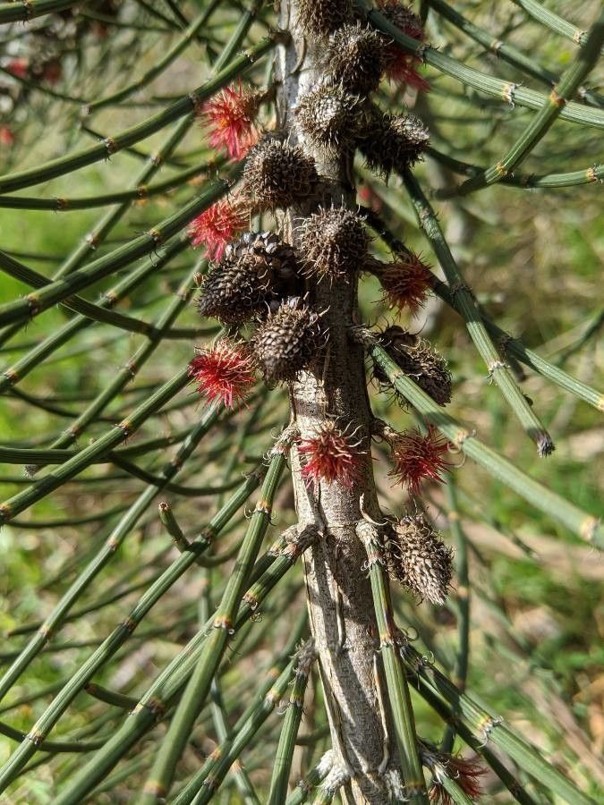 Allocasuarina verticillata flower