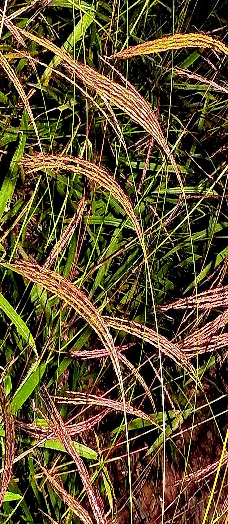 Microstegium geniculatum — related species from the same genus