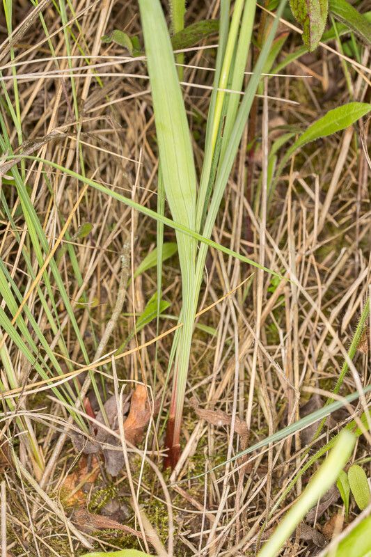 Gladiolus palustris — search result for 'Gladiolus'