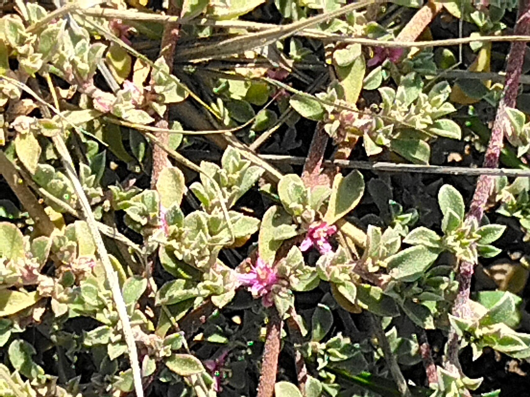 Galenia pubescens flower