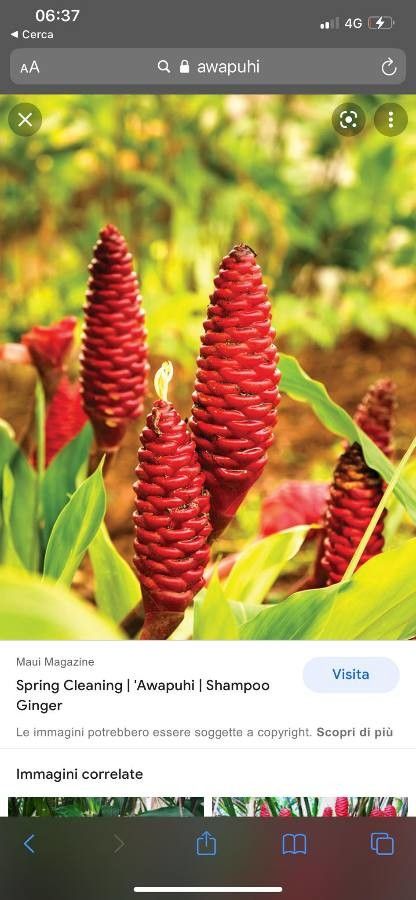 Zingiber zerumbet fruit