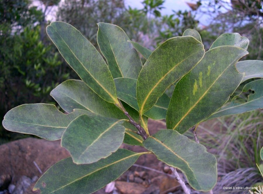 Virotia neurophylla leaf